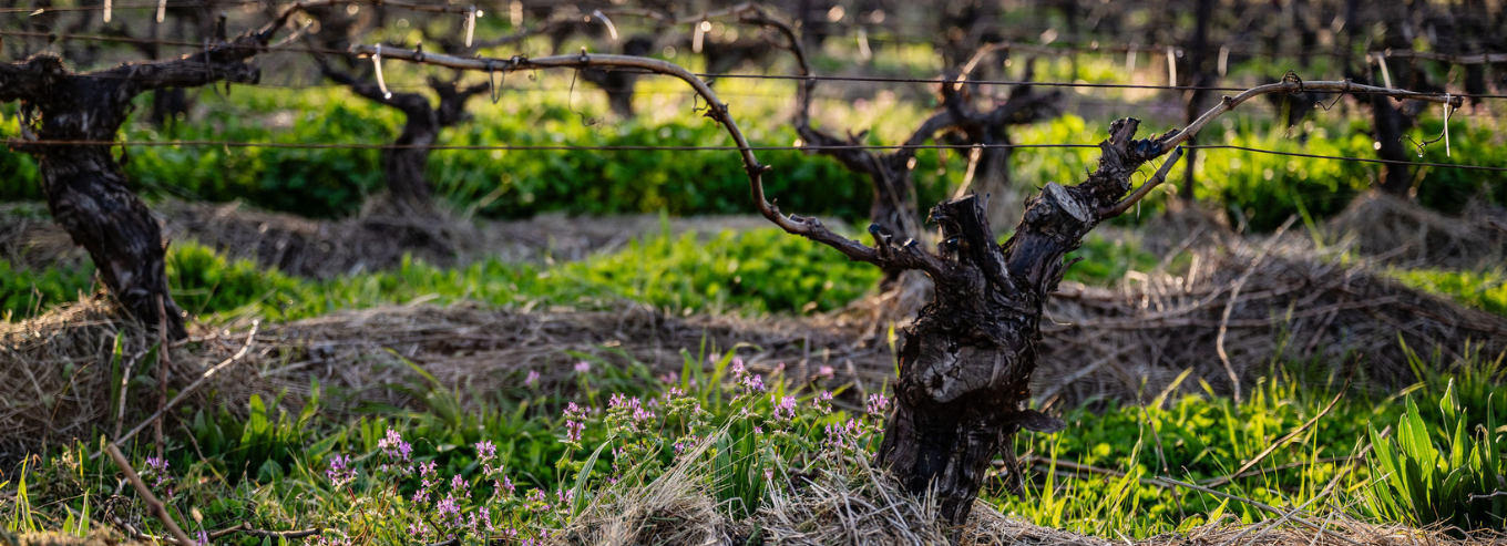 Grape plant at Canobolas Wines